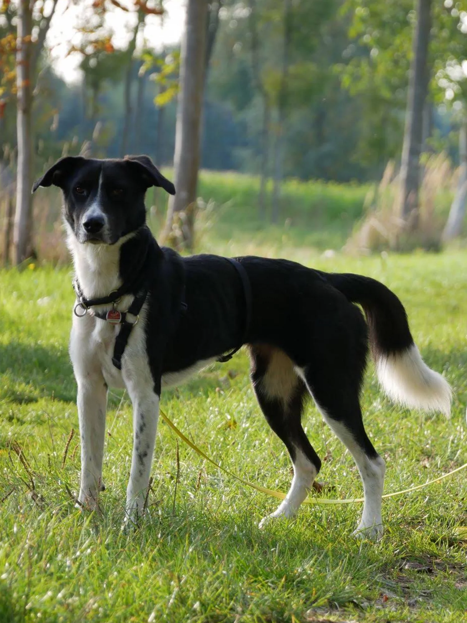 Bella - Hundezentrum Hamburg