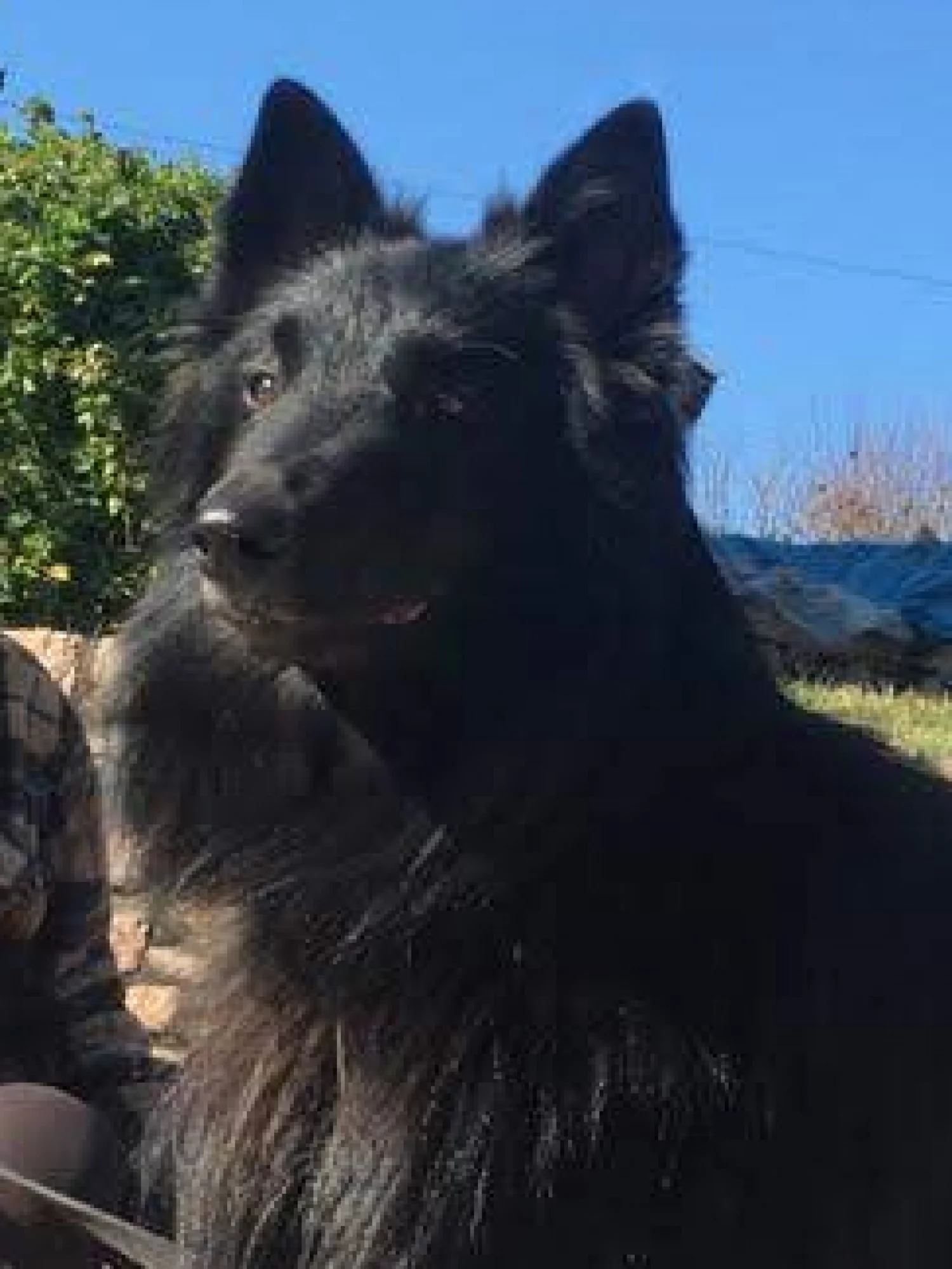 Arno - Hundezentrum Hamburg